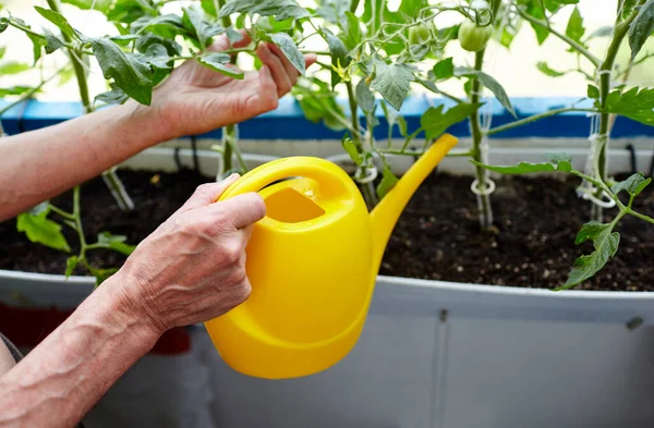 Orang Tua Berkebun Rumah Kaca Tangan Pria Memegang Kaleng Air — Stok Foto