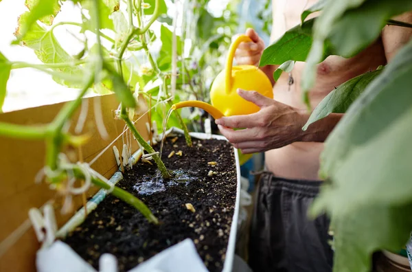 Orang Tua Berkebun Rumah Kaca Tangan Pria Memegang Air Bisa — Stok Foto