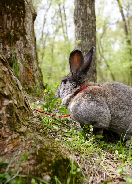 Grande Coniglio Nella Foresta Coniglietto Bello Vivace Nella Natura — Foto Stock