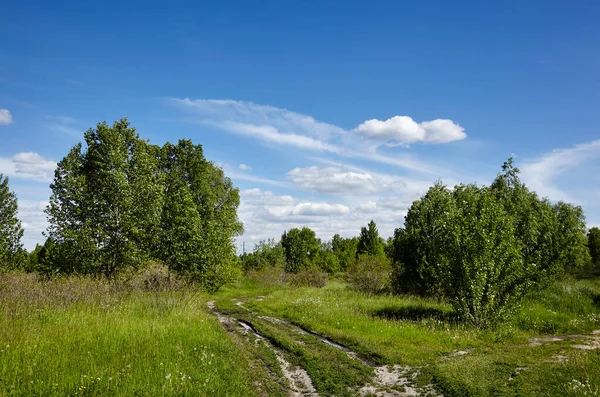 Jasny Letni Las Tle Nieba Łąk Piękny Krajobraz Zielonych Drzew — Zdjęcie stockowe