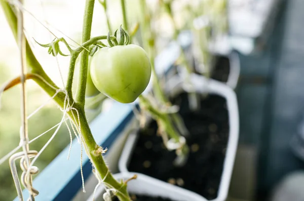 토마토는 온실에서 자란다 온실에서 채소를 — 스톡 사진