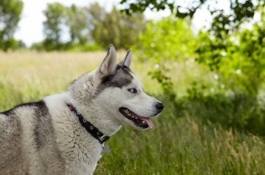 Ormanda mavi gözlü Sibirya kurdu portresi. Doğa yürüyüşüne çıkmış güçlü bir köpek.
