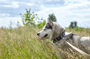 Sahada mavi gözlü Sibirya kurdu portresi. Doğa yürüyüşüne çıkmış güçlü bir köpek.
