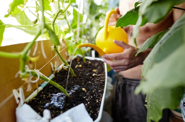 Orang Tua Berkebun Rumah Kaca Tangan Pria Memegang Air Bisa — Stok Foto