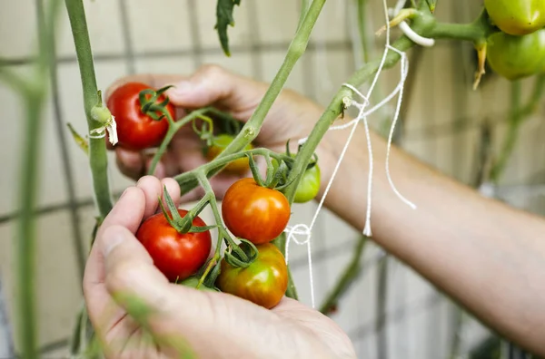 Las Manos Los Hombres Cosechando Tomates Orgánicos Frescos Jardín Día — Foto de Stock