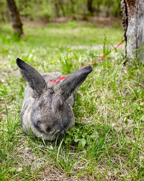 Großes Kaninchen Wald Schöne Und Lebhafte Hasen Der Natur — Stockfoto