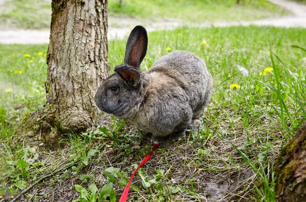 Groot Konijn Het Bos Heerlijk Levendig Konijntje Natuur — Stockfoto