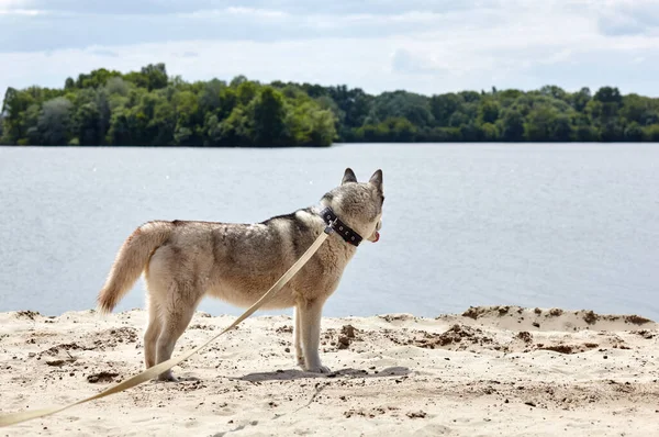 Husky Siberiano Una Playa Husky Perro Naturaleza Paseo —  Fotos de Stock