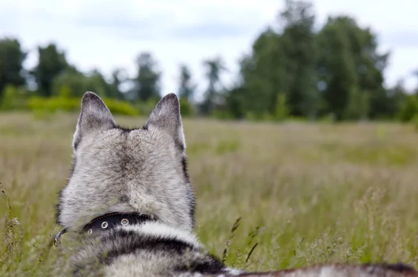 Porträt Eines Sibirischen Huskys Mit Blauen Augen Wald Husky Hund — Stockfoto