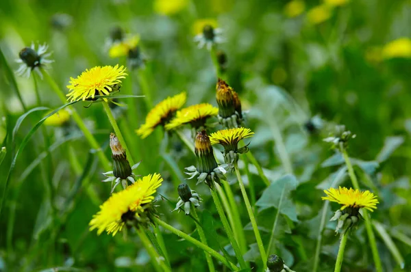 Campo Verde Con Dientes León Amarillos Primavera Primer Plano Flores — Foto de Stock