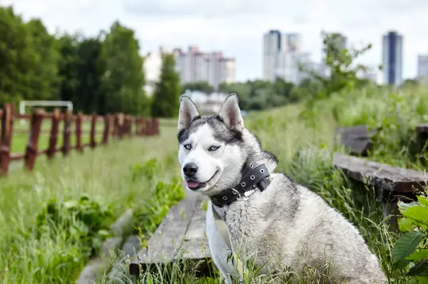 Retrato Husky Siberiano Con Ojos Azules Campo Husky Perro Naturaleza —  Fotos de Stock