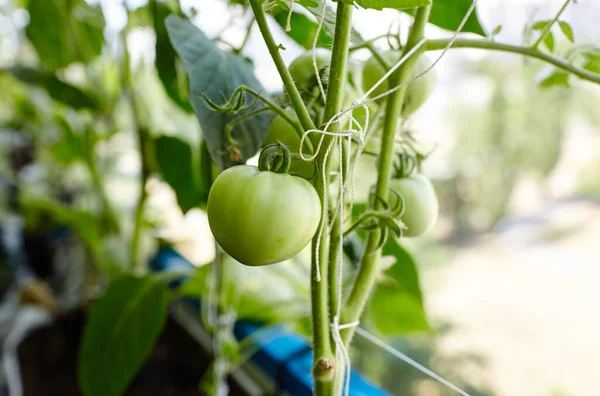 Pomodoro Cresce Una Serra Coltivare Verdure Fresche Serra — Foto Stock