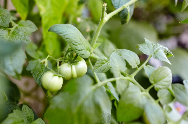Tomaten Wachsen Einem Gewächshaus Frisches Gemüse Gewächshaus Anbauen — Stockfoto