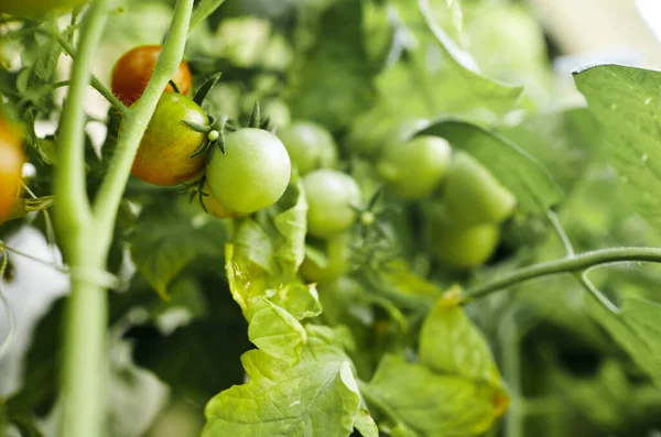 Tomate Crece Invernadero Cultivar Verduras Frescas Invernadero — Foto de Stock