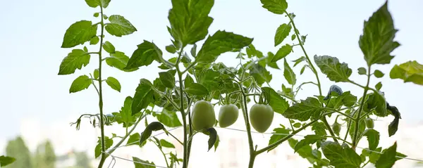 Tomate Cresce Uma Estufa Cultivar Vegetais Frescos Estufa — Fotografia de Stock