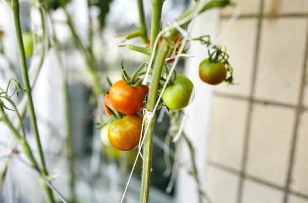 Ντομάτα Φυτρώνει Θερμοκήπιο Καλλιέργεια Νωπών Λαχανικών Θερμοκήπιο — Φωτογραφία Αρχείου
