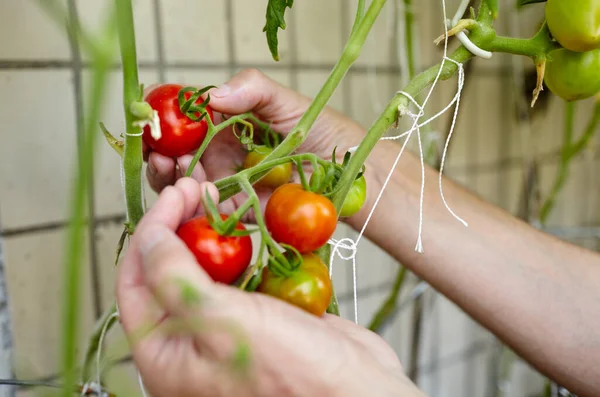Las Manos Los Hombres Cosechando Tomates Orgánicos Frescos Jardín Día — Foto de Stock