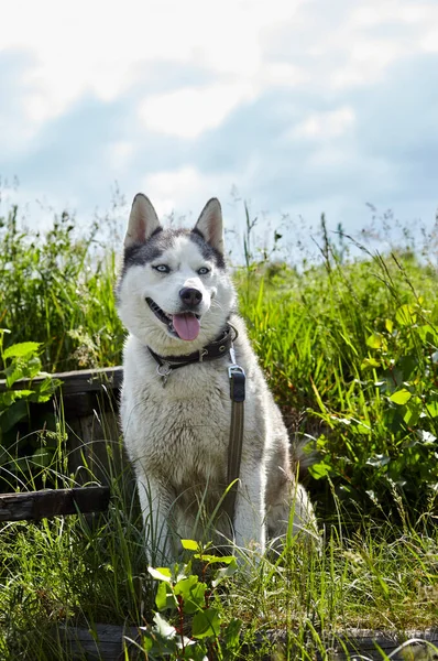 田边长着蓝眼睛的冬眠胡桃的肖像 在大自然中散步的哈士奇犬 — 图库照片