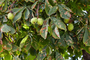 Sonbahar parkındaki olgun kestanenin soyut görüntüsü. Konker ağacı dalında at kestanesi - Aesculus hipokastanum meyvesi