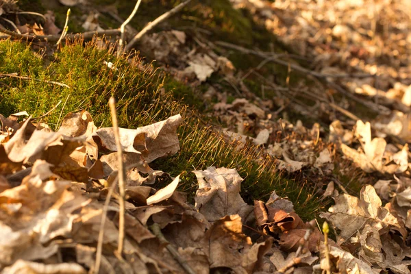 Moss in lat. — Stockfoto