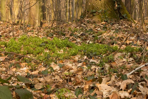 Vetrenytsa en Löss — Stockfoto