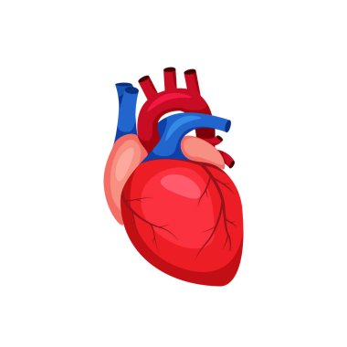 İnsan kalbi düz tasarım vektörü. İnsan organı vektörü. İllüstrasyon insan kalbi.