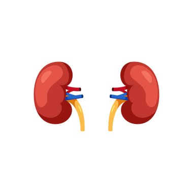 Böbrek yassı tasarım taşıyıcı illüstrasyon böbreği.