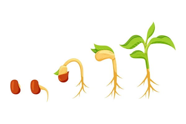 Illustration Processus Germination Une Plante Haricot Style Design Plat — Image vectorielle