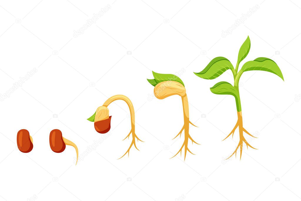Illustration the germination process of a bean plant flat design style