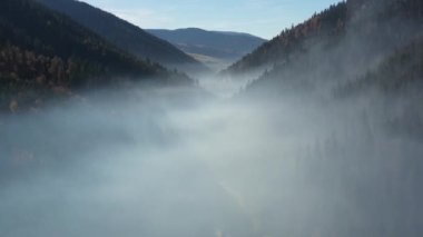 Vahşi ormandaki sisli sabahın en iyi sinematik görüntüsü. Ukrayna. Ukrayna Karpat Ormanı. Sabahleyin sisli ormanın üzerinde uçan bir dron.. 
