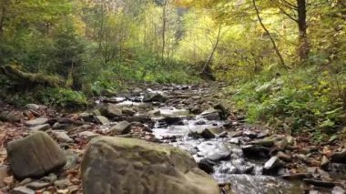 Vahşi Karpat ormanlarında sonbahar. Küçük dağ nehri. İnsansız hava aracı bulucularla nehrin üzerinde uçuyor. Ukrayna vahşi doğası