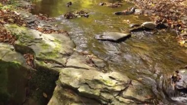 Karpat ormanındaki küçük dağ nehrinin inanılmaz hava manzarası. Ukrayna vahşi doğası. Ülkeyi dolaşmak