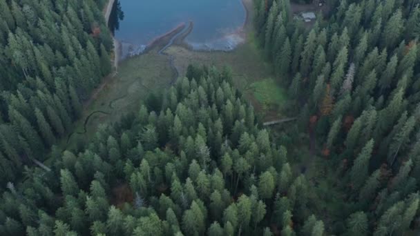 Wilder Karpatenwald Mit Erstaunlichem Bergsee Luftaufnahme Des Sinevir Sees Ukraine — Stockvideo