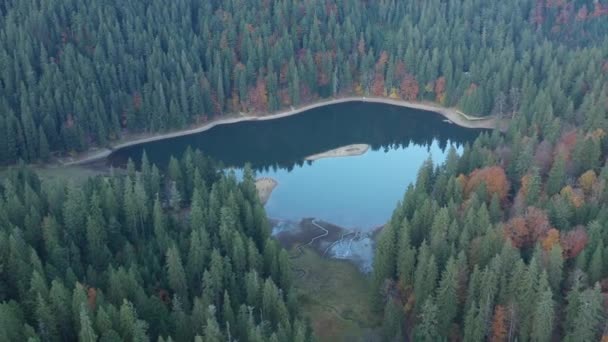 カルパチアの森 山の湖サンニセールの素晴らしい空中ビュー ウクライナの野生自然のトップの空中ビュー ウクライナを旅する 上から野生のウクライナの自然 ドローン飛行 — ストック動画