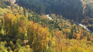 Vahşi Karpat ormanlarında sonbahar. İnsansız hava aracı harika bir geçmişi olan altın ormanın üzerinde uçuyor. Ukrayna vahşi doğası ve manzarası. Vahşi sonbahar ormanlarından geçen bir araç yolu. Üst hava manzarası. 4K video görüntüsü. İnanılmaz renkli ağaçlar.