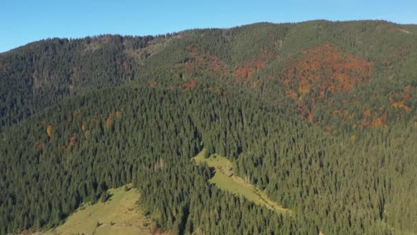 Vue Aérienne Forêt Sauvage Des Carpates Drone Survolant Forêt Automne — Video