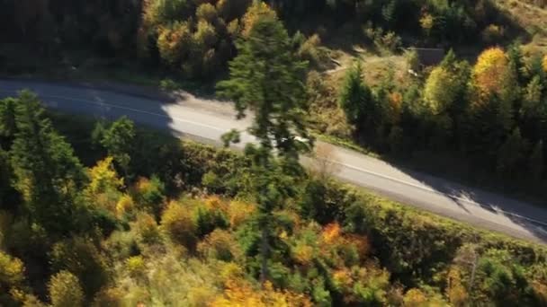 Podzim Divokém Karpatském Lese Dron Letící Nad Zlatým Lesem Úžasným — Stock video