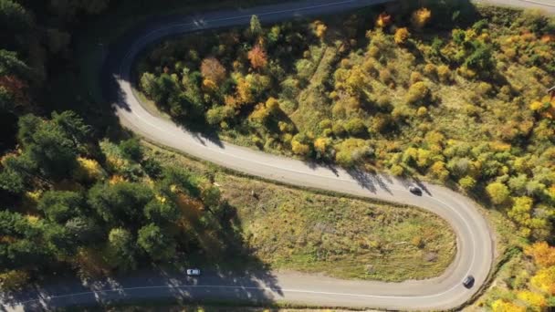 野生のカルパチアの森の秋 ドローンは素晴らしい背景を持つ黄金の森の上を飛んでいます ウクライナの野生の自然と風景 野生の秋の森を介して車の道路 空中からの眺め ドローン4Kビデオ カラフルな木々 — ストック動画