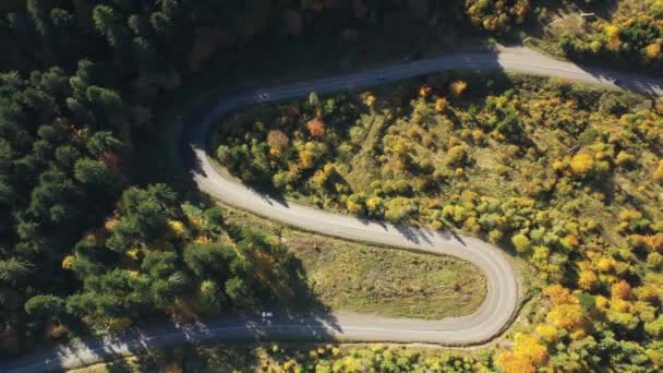 野生のカルパチアの森の秋 ドローンは素晴らしい背景を持つ黄金の森の上を飛んでいます ウクライナの野生の自然と風景 野生の秋の森を介して車の道路 空中からの眺め ドローン4Kビデオ カラフルな木々 — ストック動画