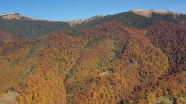 Sonbahar Karpat Ormanı sinematik hava manzarası. İnsansız hava aracı vahşi sonbahar ormanlarında uçuyor. 4K İHA görüntüleri. Yukarıdan Ukrayna köyü