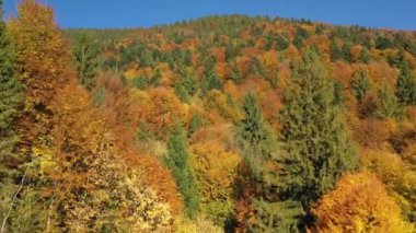 Sonbahar Karpat Ormanı sinematik hava manzarası. İnsansız hava aracı vahşi sonbahar ormanlarında uçuyor. 4K İHA görüntüleri. Yukarıdan Ukrayna köyü