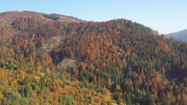 Sonbahar Karpat Ormanı sinematik hava manzarası. İnsansız hava aracı vahşi sonbahar ormanlarında uçuyor. 4K İHA görüntüleri. Yukarıdan Ukrayna köyü