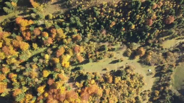 Jesienny Karpacki Las Lotu Ptaka Dron Latający Nad Dzikim Jesiennym — Wideo stockowe