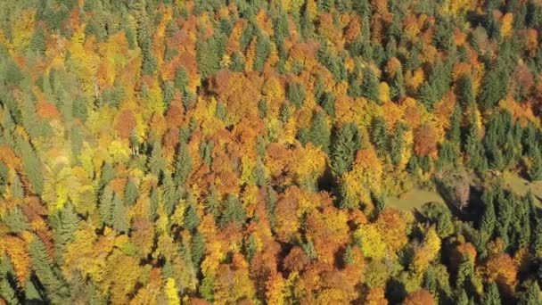 Jesienny Karpacki Las Lotu Ptaka Dron Latający Nad Dzikim Jesiennym — Wideo stockowe