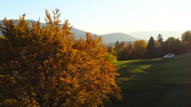 Top Vue Aérienne Cinématographique Voiture Blanche Qui Longe Belle Forêt — Video