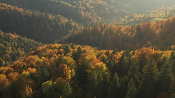 Jesienny Karpacki Las Lotu Ptaka Dron Latający Nad Dzikim Jesiennym — Wideo stockowe