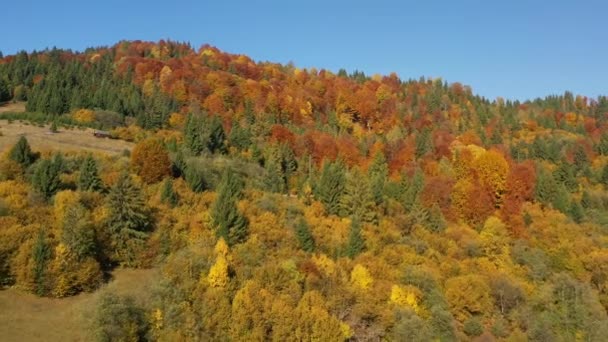 秋のカルパティアの森の映画観 野生の秋の森を飛行するドローン 4Kドローン映像 上からのウクライナの村 — ストック動画