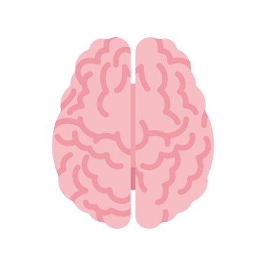 İnsan beyni anatomik çalışması, tıbbi, bilimsel sınıf modeli üst görünümü