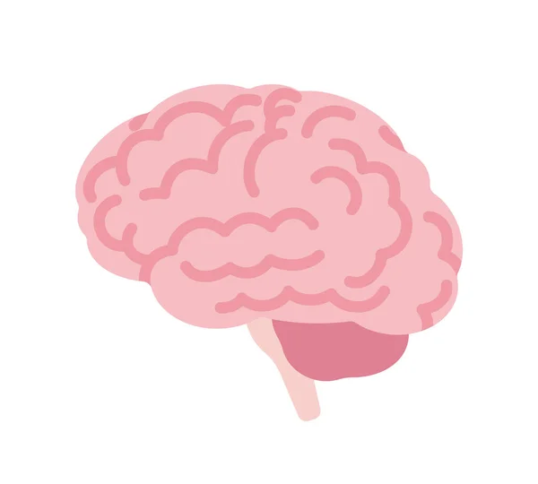 Anatomische Studie des menschlichen Gehirns, medizinisches, wissenschaftliches Klassenzimmer-Modell Seitenansicht — Stockvektor