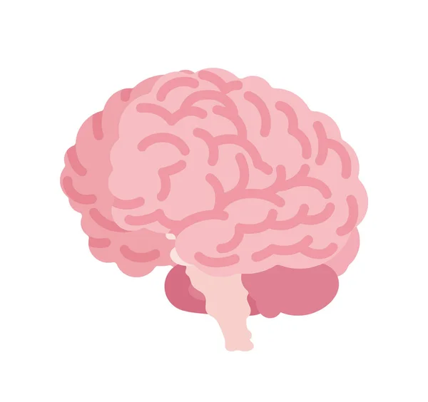 Menschliches Gehirn für anatomische Studien, medizinisches und naturwissenschaftliches Klassenzimmer-Modell — Stockvektor